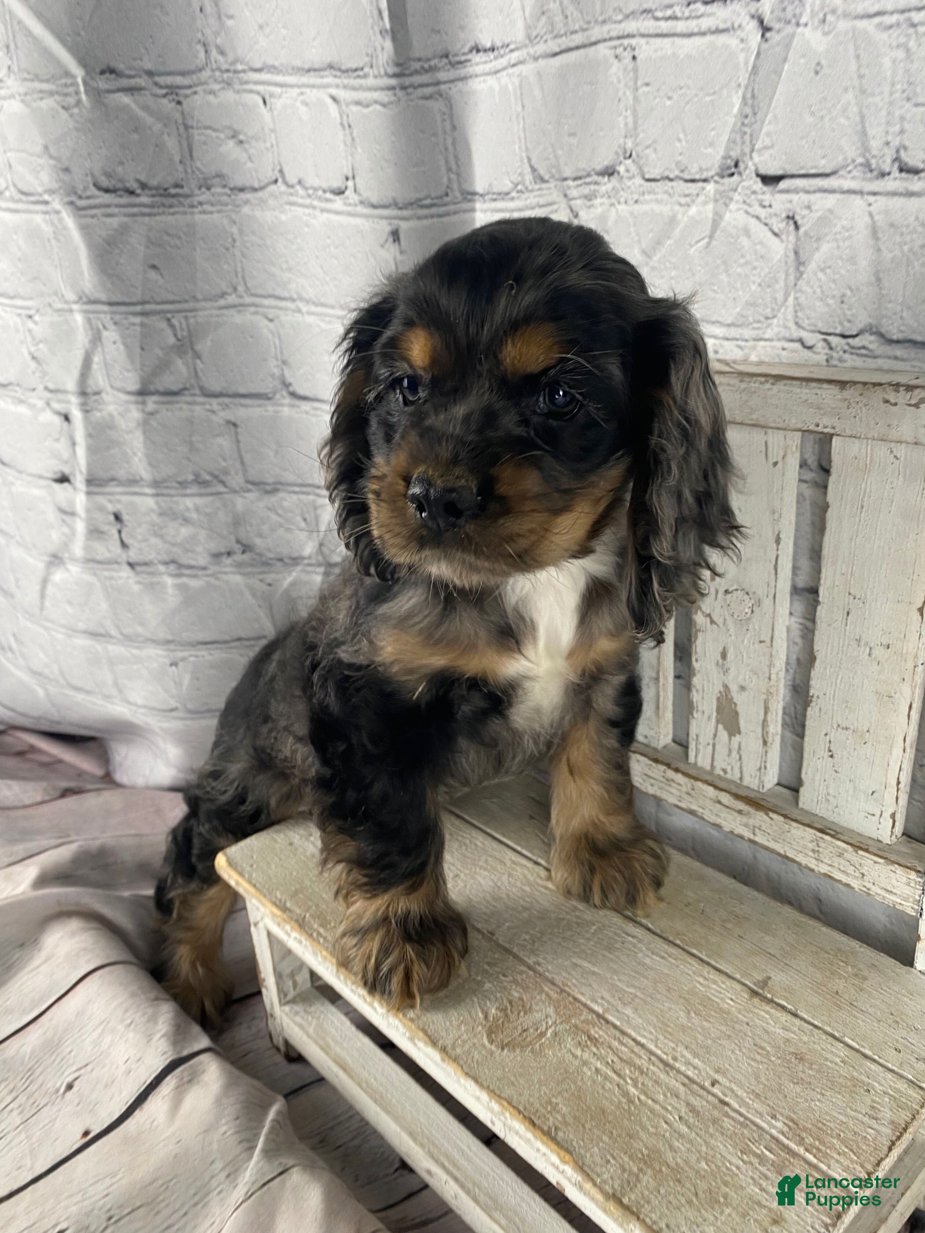 Cocker Spaniel dogs Tilly - Ad 2