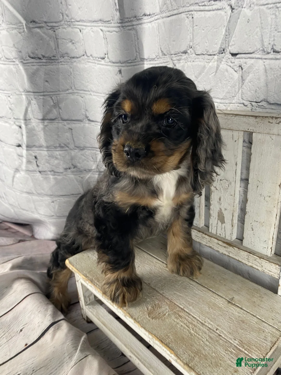 Cocker Spaniel dogs for sale: Tilly - Ad 2