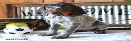 German Shorthaired Pointer dogs for sale: Betsy - Ad 4