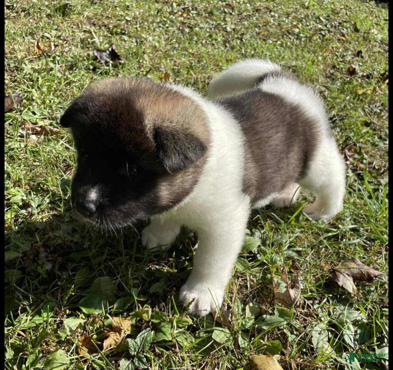Akita dogs Georgina - Ad 4