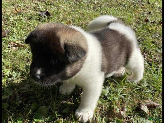 Akita dogs Georgina - Ad 14