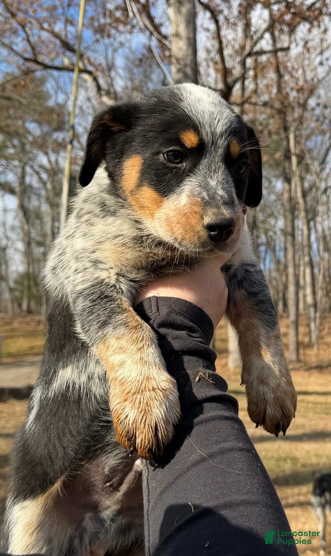 Australian Cattle Dog dogs for sale: Tommy - Ad 14