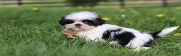 Shih Tzu dogs for sale: Asher - Ad 6