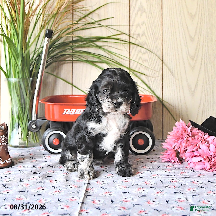 Cocker Spaniel dogs Tanisha - Ad 1