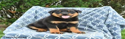 Rottweiler dogs for sale: Misty - Ad 3