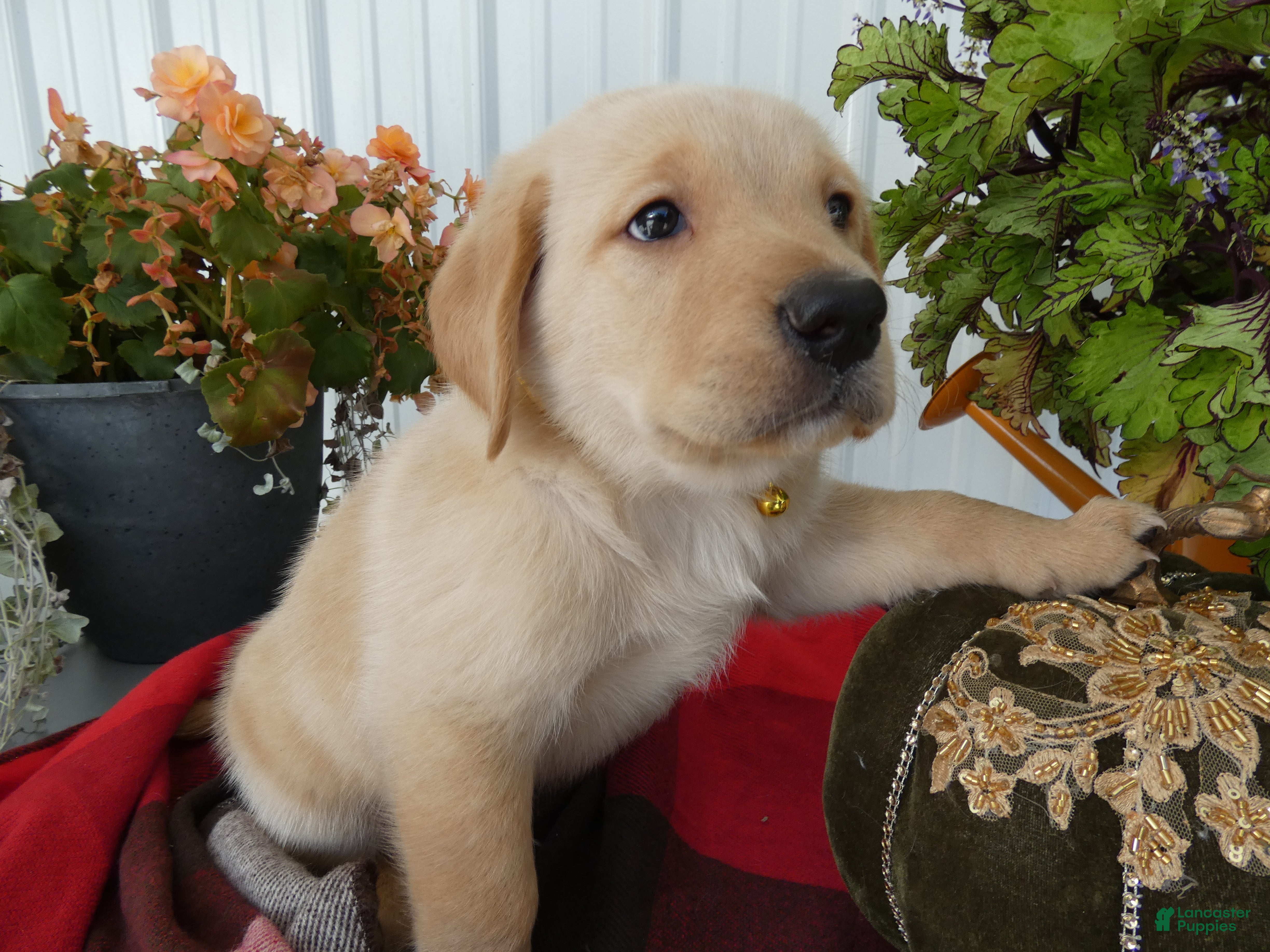 Labrador Retriever dogs Labrador Retriever 1 Trigger - Ad 28