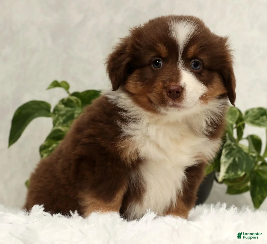 Miniature Australian Shepherd dogs for sale: Sandy - Ad 1