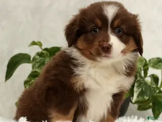 Miniature Australian Shepherd dogs Sandy - Ad 4