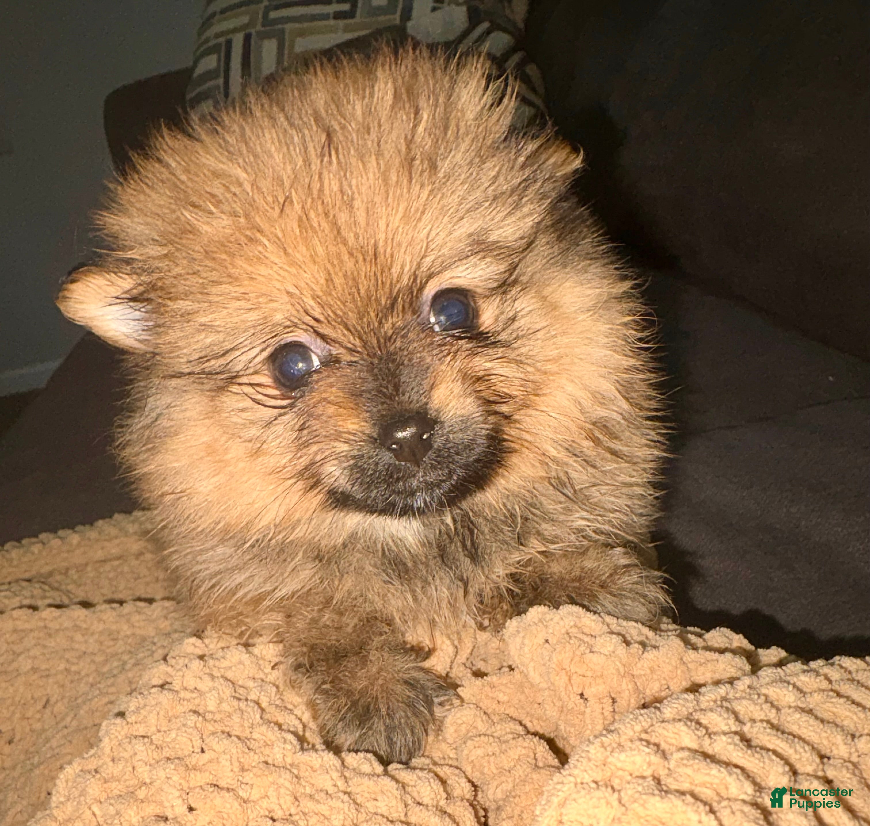 Pomeranian dogs Boo - Ad 2