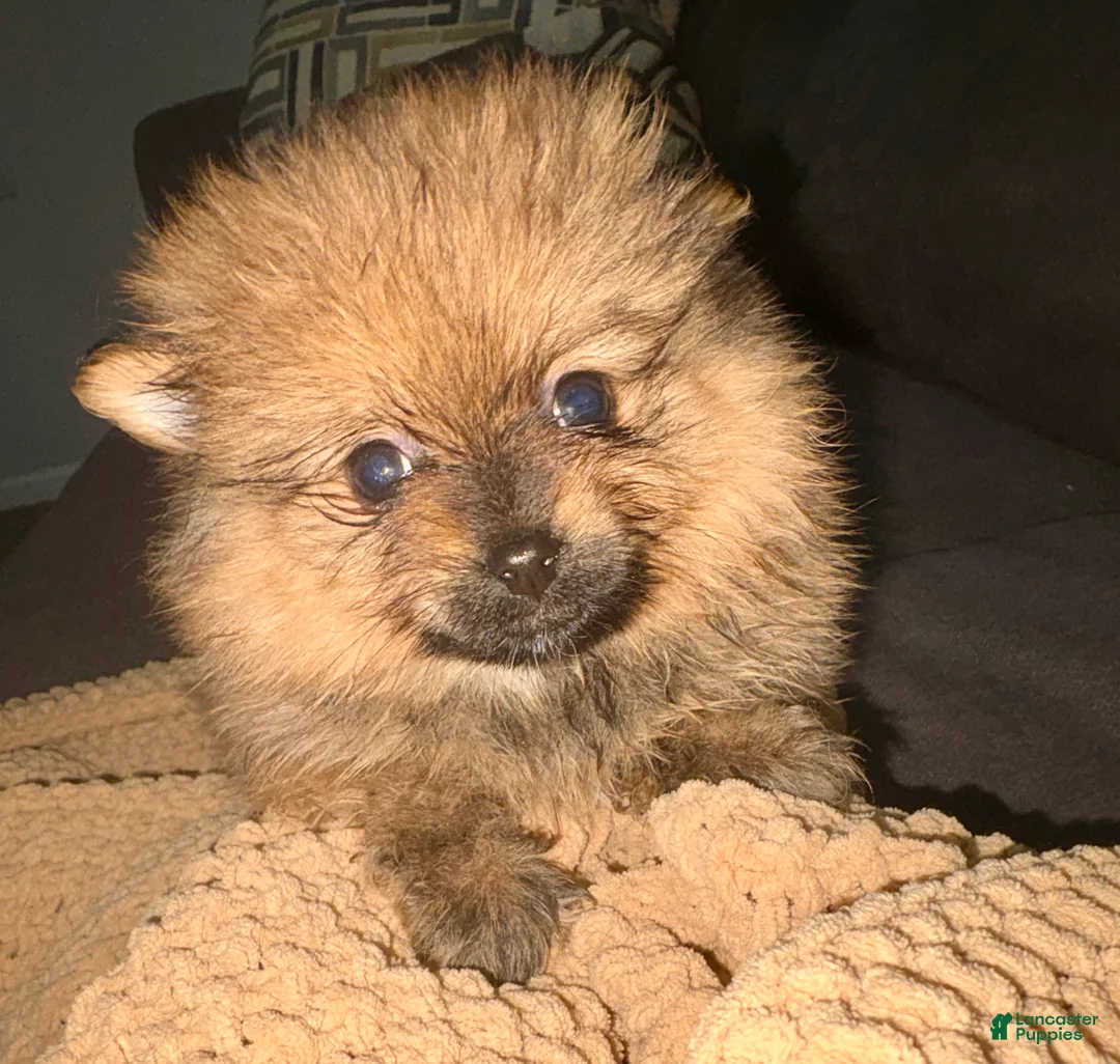 Pomeranian dogs for sale: Boo - Ad 2