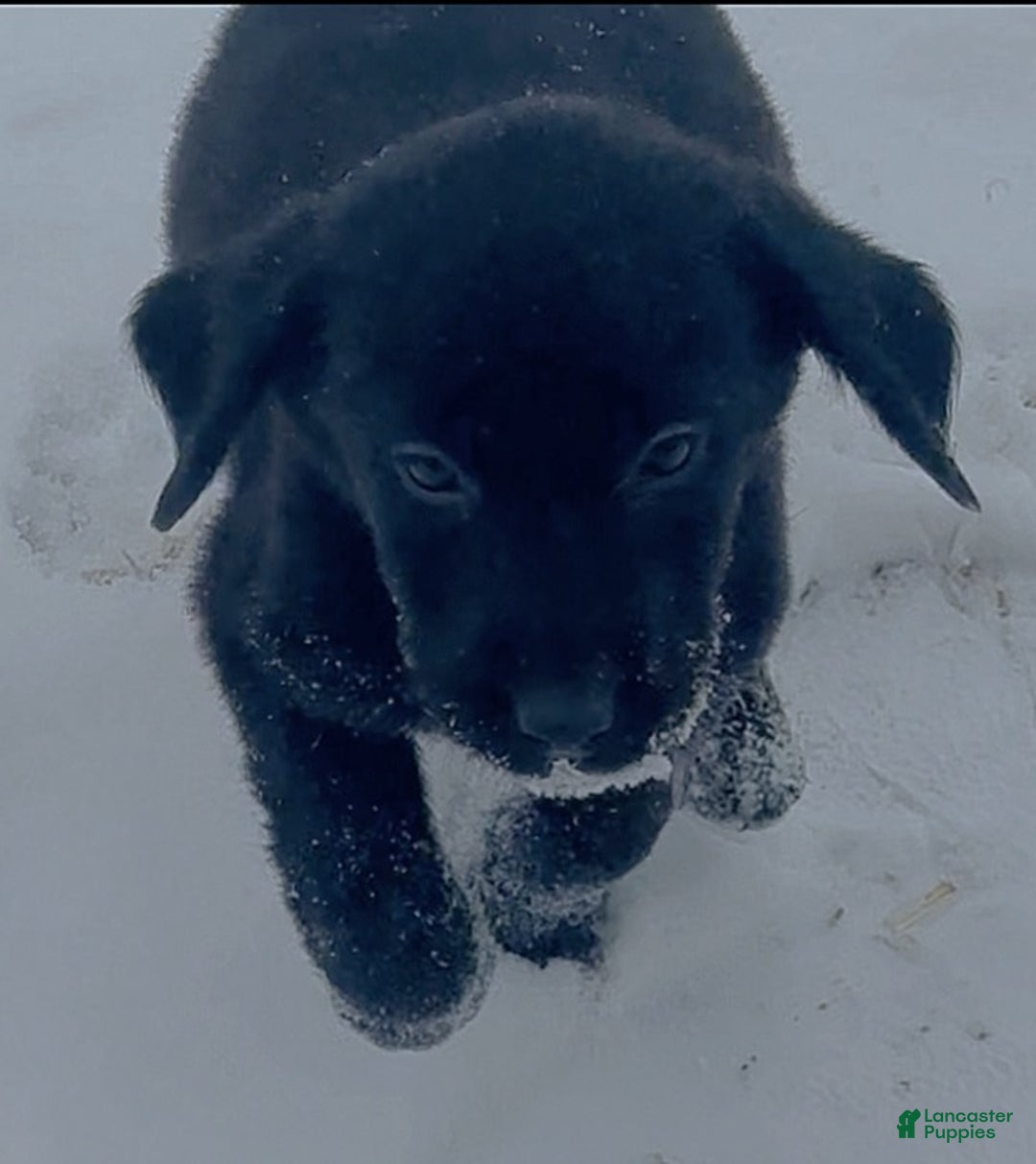 Labrador Retriever dogs for sale: Labrador Retriever Puppy 1 - Ad 8