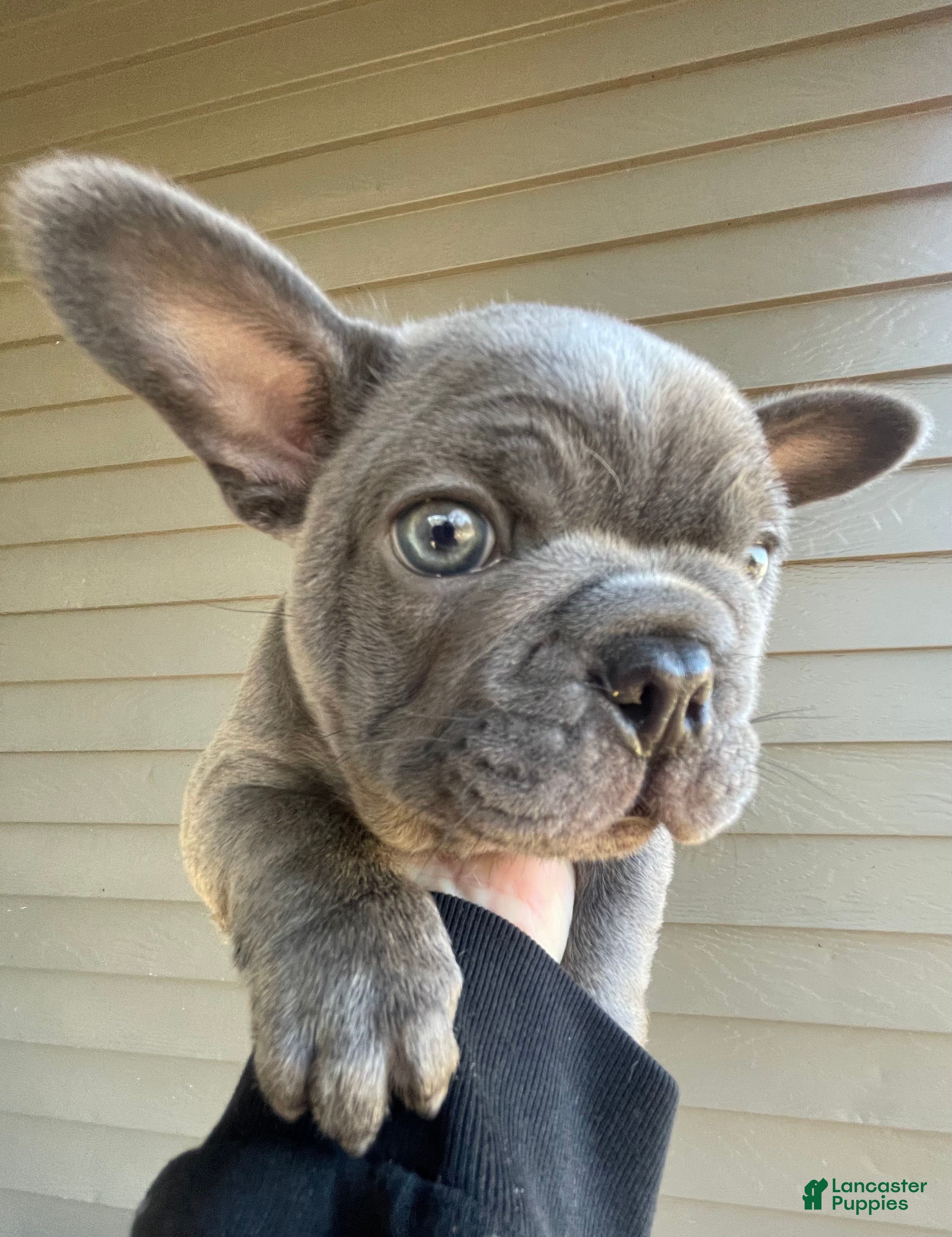 French Bulldog dogs Munchy - Ad 2