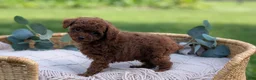 Toy Poodle dogs for sale: Carson - Ad 6