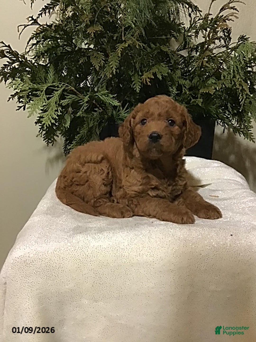 Mini Goldendoodle dogs for sale: Josie - Ad 2
