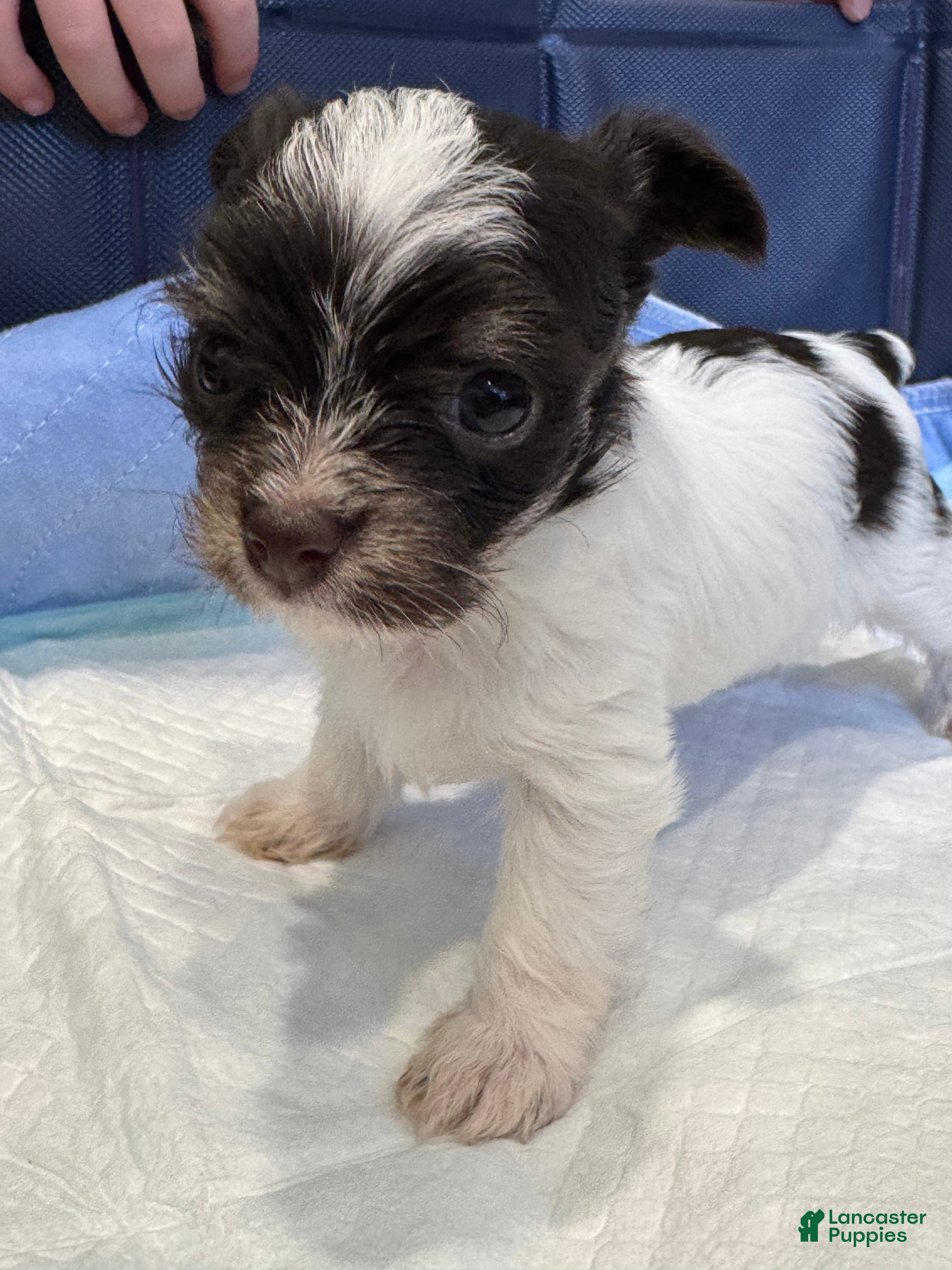 Yorkshire Terrier dogs Yorkshire Terrier 2 - Ad 1