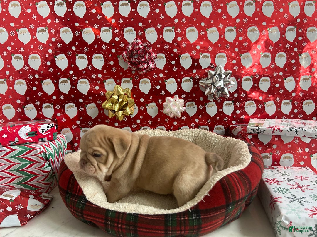 English Bulldog dogs for sale: Finn - Ad 4