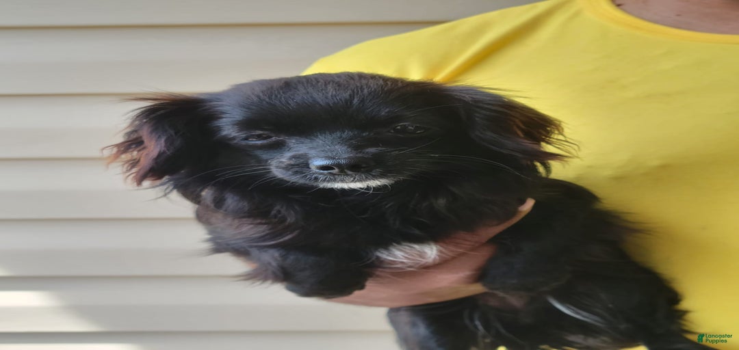 Gallery Image {{count}}