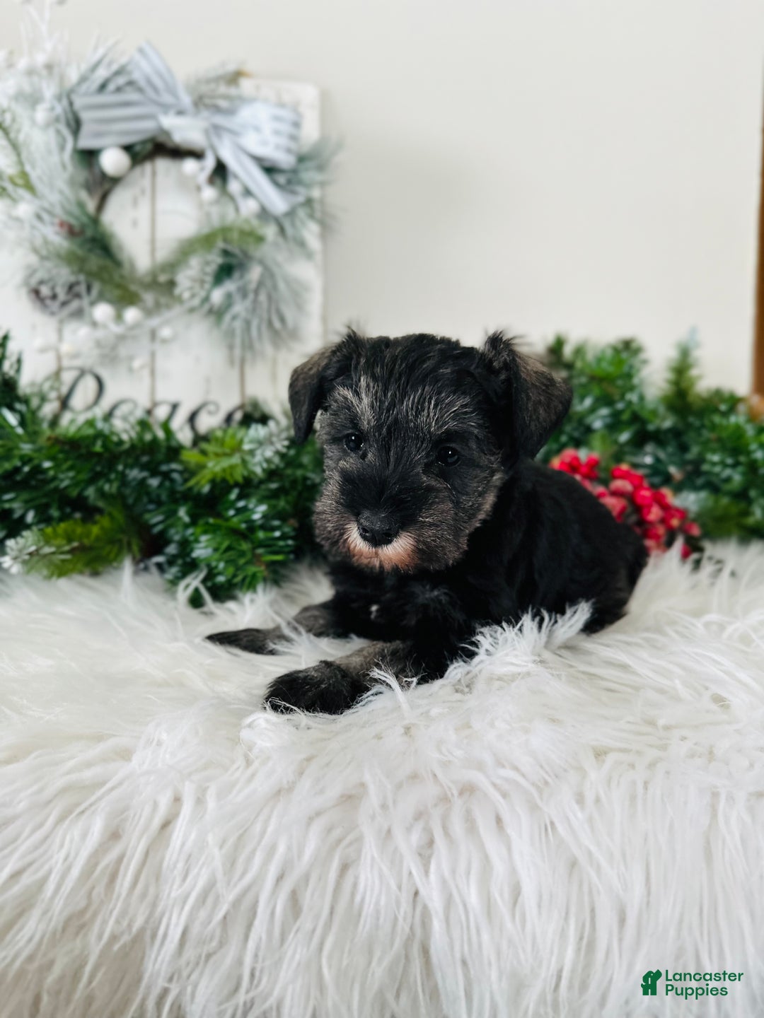 Miniature Schnauzer dogs for sale: Izzy - Ad 9