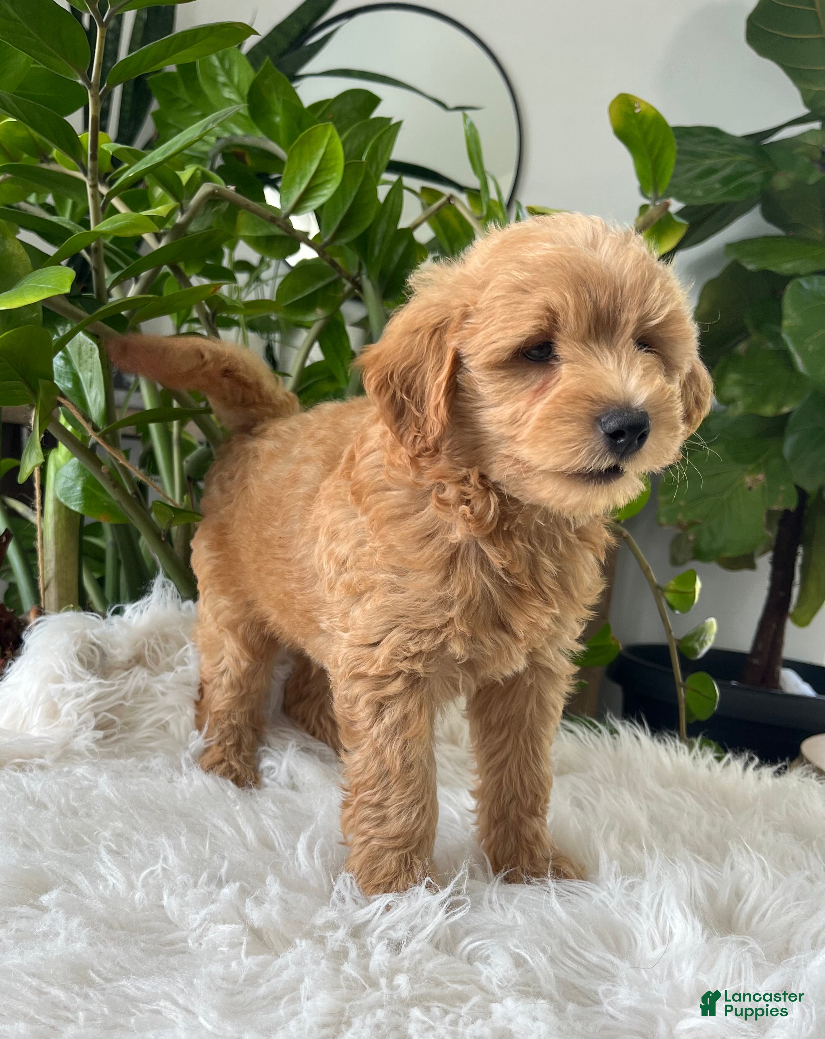 Mini Goldendoodle dogs Cooper - Ad 2
