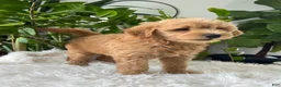 Mini Goldendoodle dogs for sale: Cooper - Ad 2