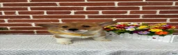 Welsh Corgi Pembroke dogs for sale: Benji - Ad 3