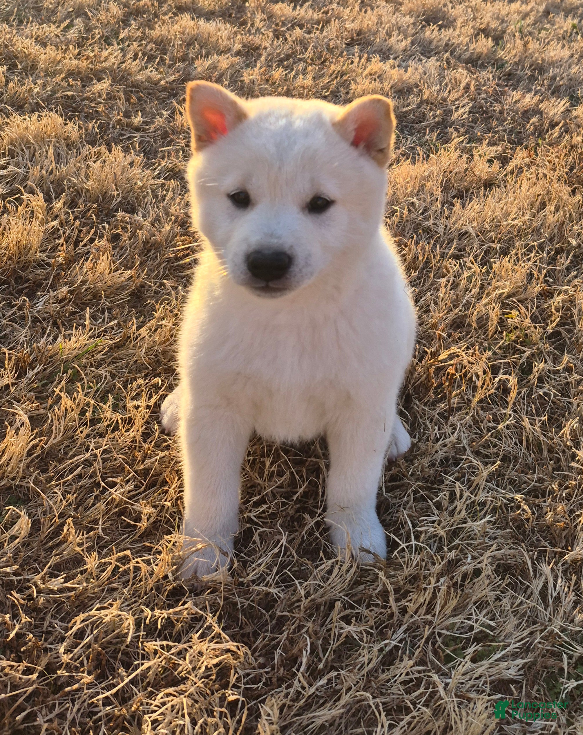 Shiba Inu dogs Shiro - Ad 32