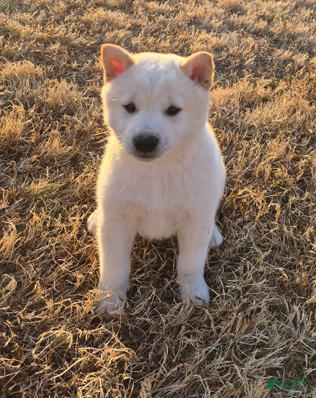 Shiba Inu dogs for sale: Shiro - Ad 1