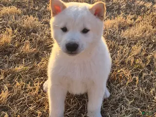 Shiba Inu dogs Shiro - Ad 32