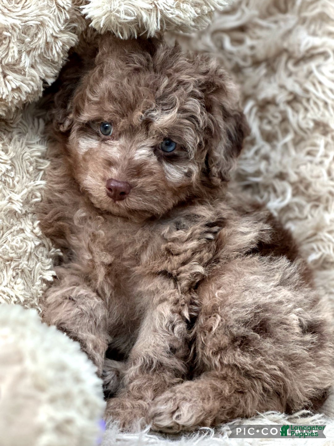 Aussiedoodle dogs for sale: Lessie - Ad 4
