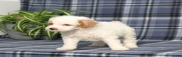 Miniature Poodle dogs for sale: CW Xadie - Ad 4