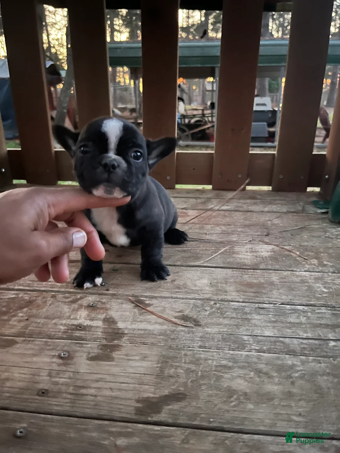 French Bulldog dogs for sale: French Bulldog Puppy 3 - Ad 2