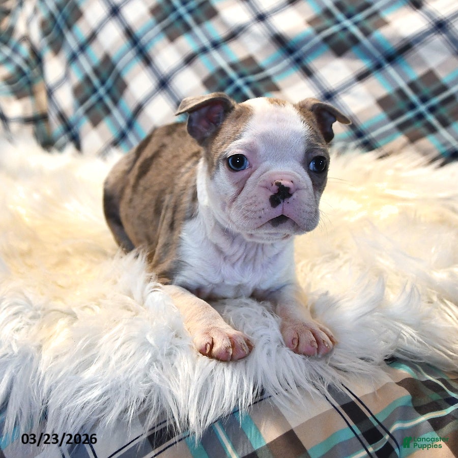 Boston Terrier dogs Denver - Ad 2