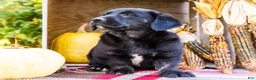 Mixed Breed dogs for sale: Remi Golden Corgi - Ad 4
