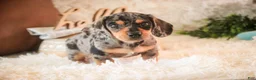 Miniature Dachshund dogs for sale: Benji - Ad 5
