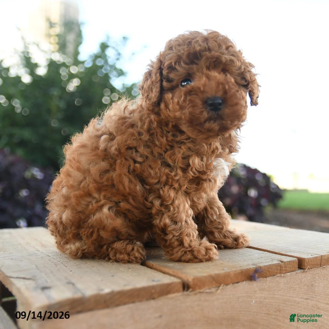 Toy Poodle dogs for sale: Charlemagne - Ad 5
