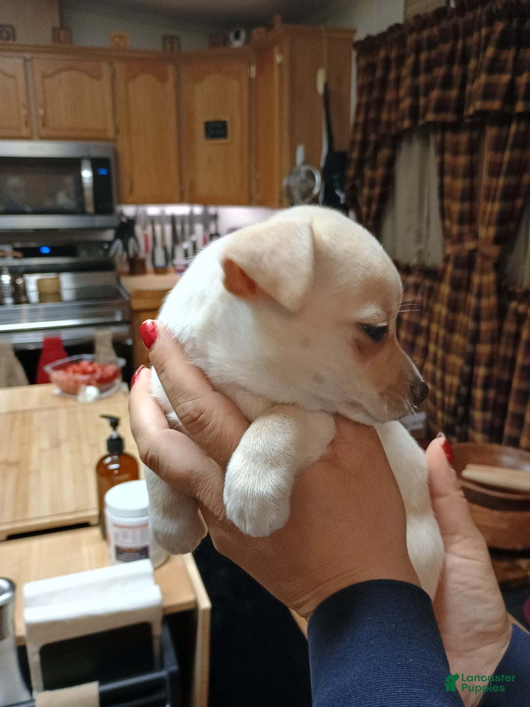 Chihuahua dogs for sale: Ziggy toy - Ad 6