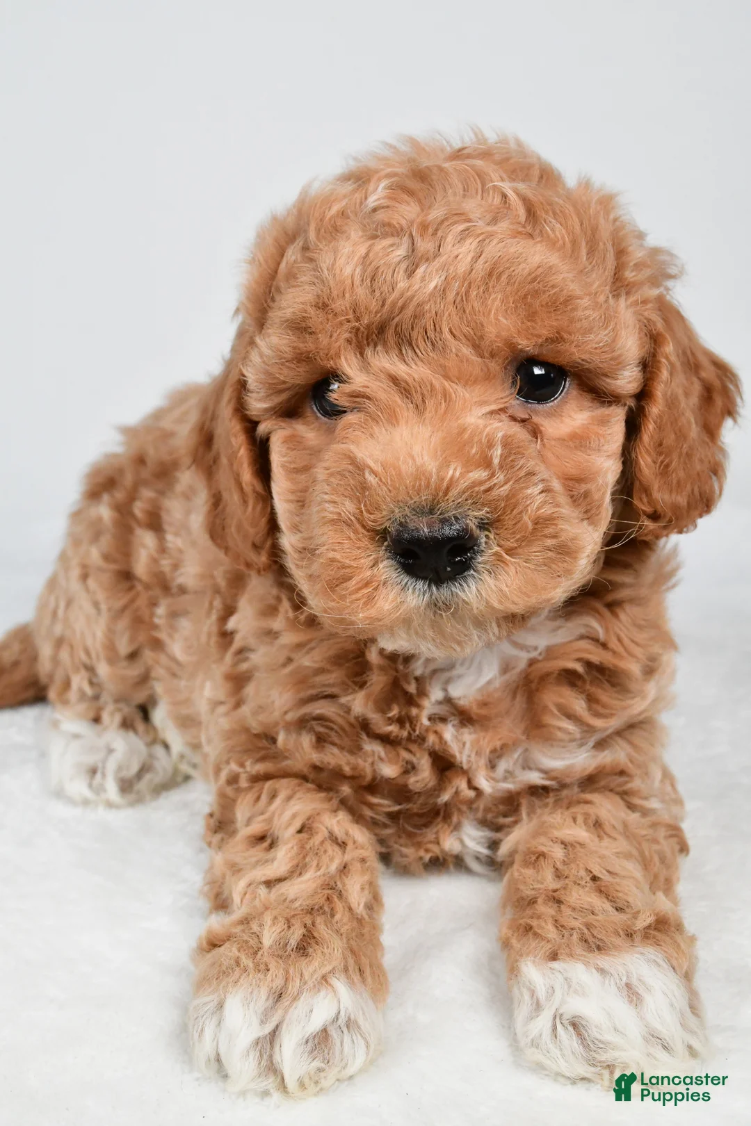 Maltipoo dogs for sale: Piper - Ad 8