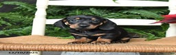 Miniature Dachshund dogs for sale: Donner - Ad 1