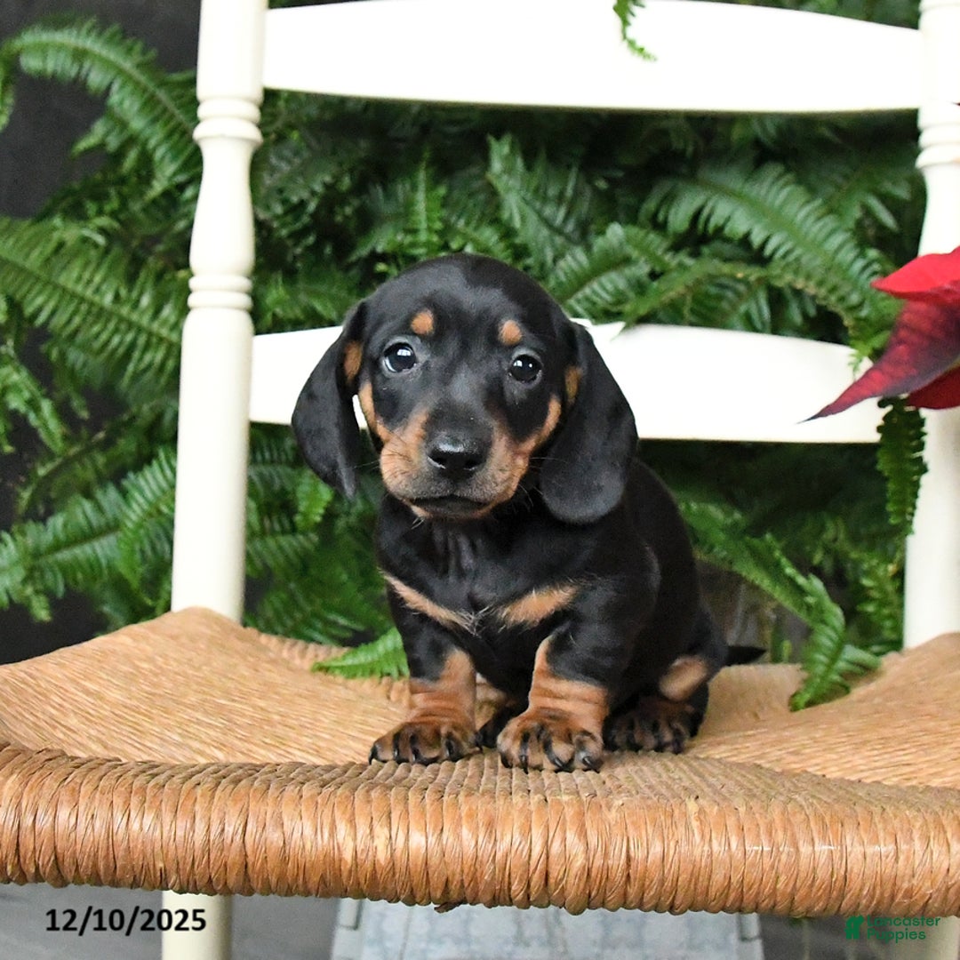 Miniature Dachshund dogs for sale: Donner - Ad 1