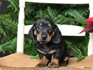 Miniature Dachshund dogs Donner - Ad 17