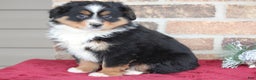 Miniature Australian Shepherd dogs for sale: Milo - Ad 1