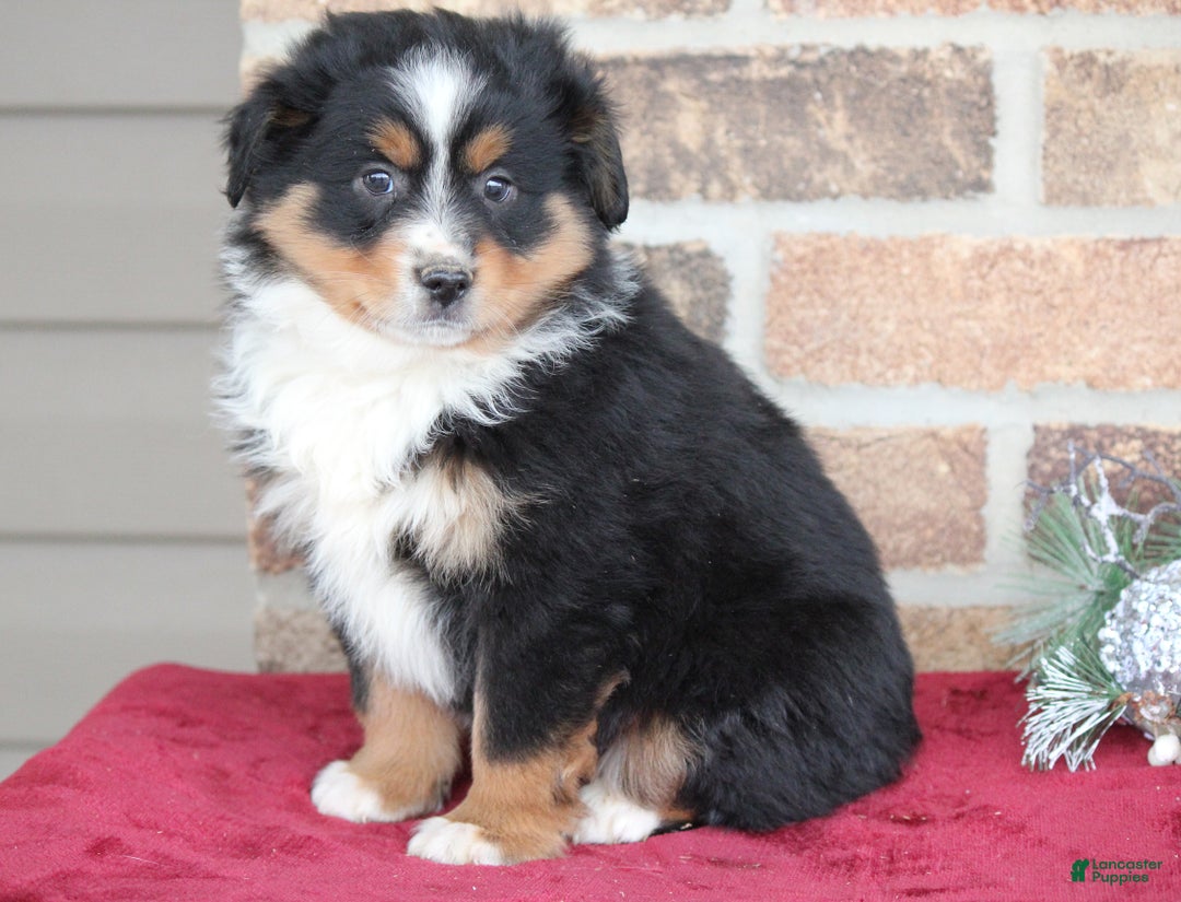Miniature Australian Shepherd dogs for sale: Milo - Ad 1