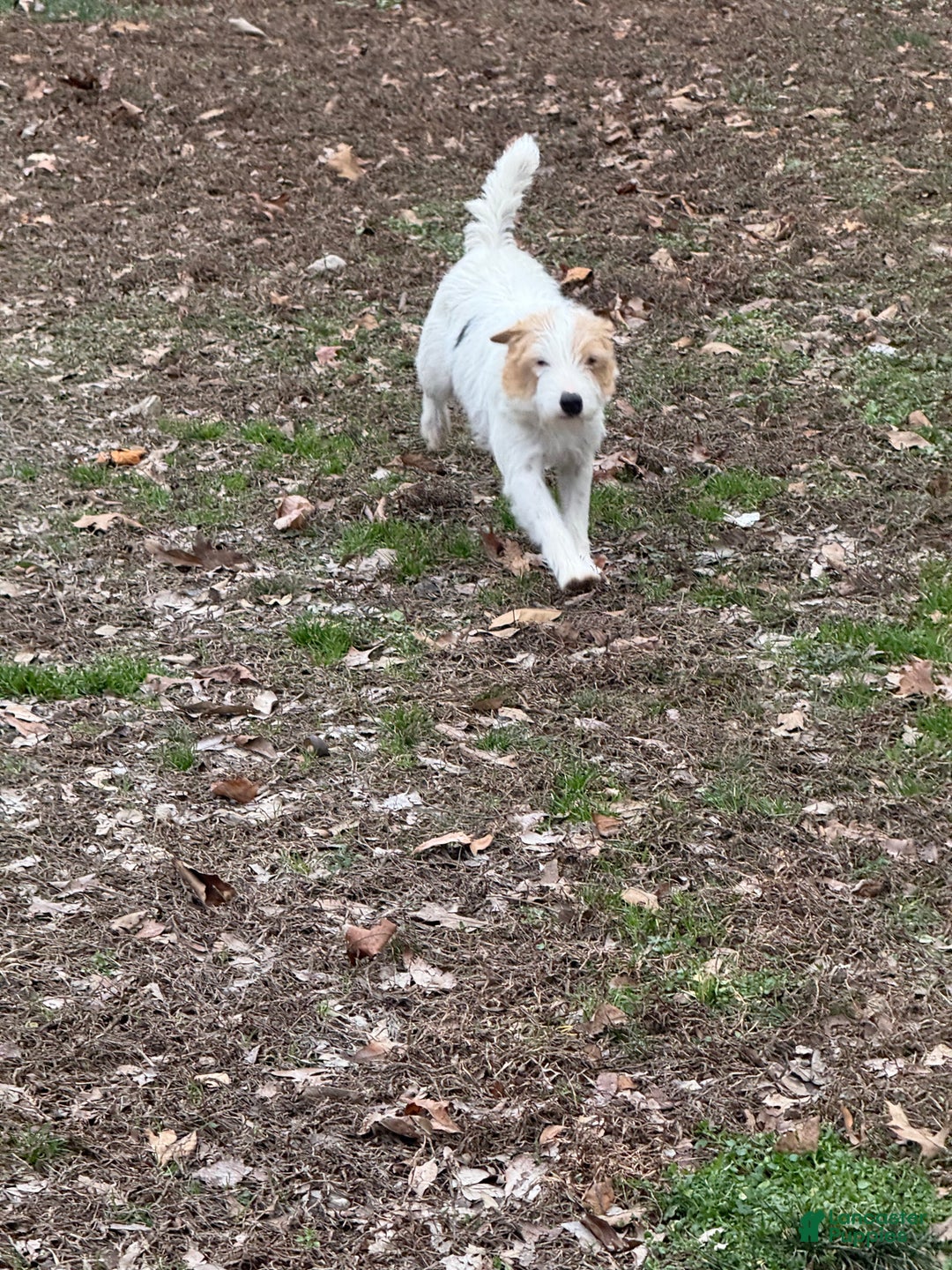 Jack Russell Terrier dogs for sale: Ruger  Puppy 6 - Ad 4