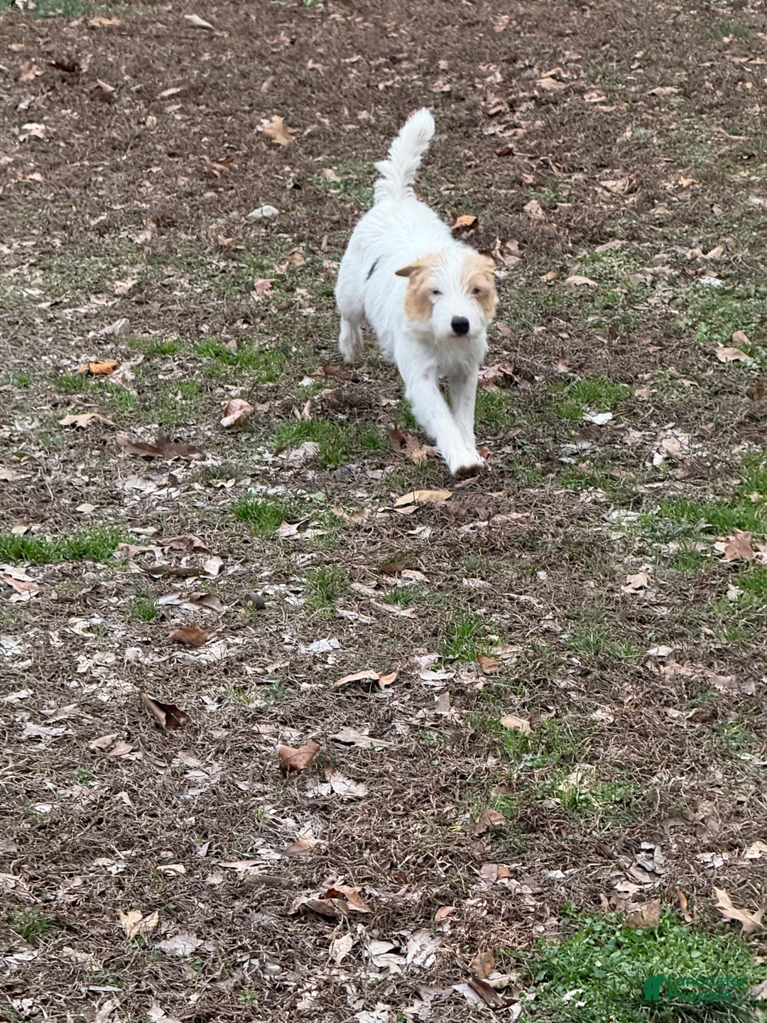 Jack Russell Terrier dogs for sale: Taylor Puppy 1 - Ad 5