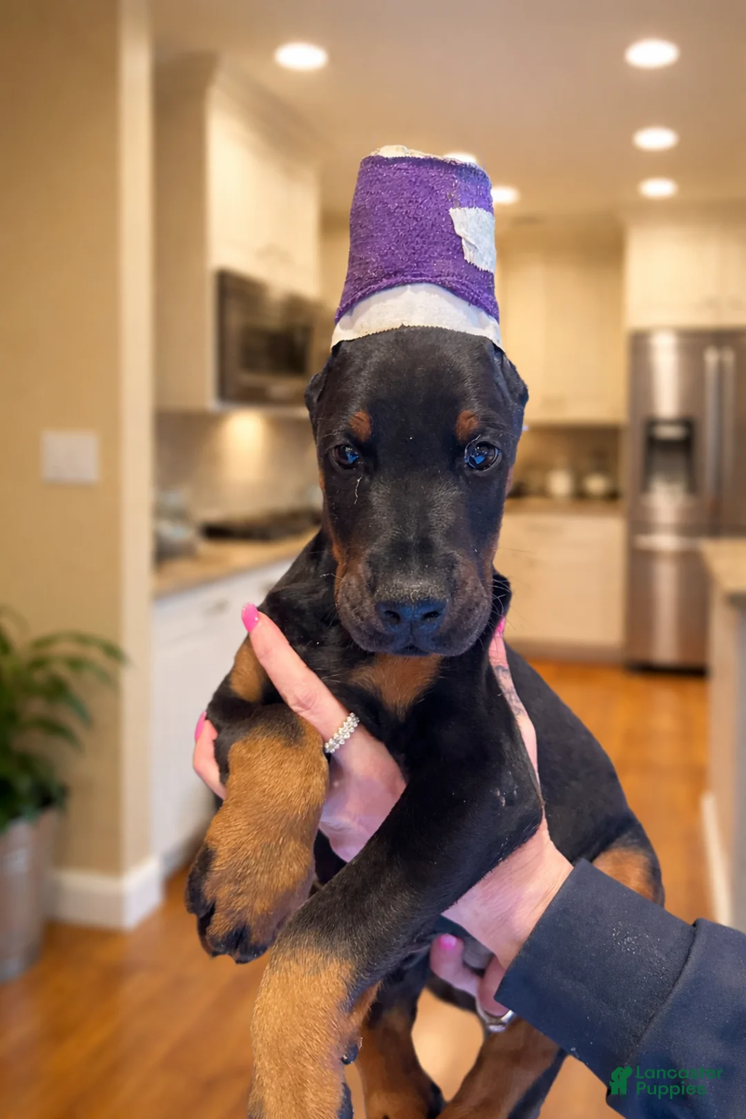 Doberman Pinscher dogs for sale: Doberman Pinscher Puppy Female - Ad 1