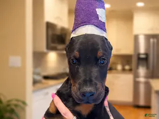 Doberman Pinscher dogs Doberman Pinscher Puppy Female - Ad 38