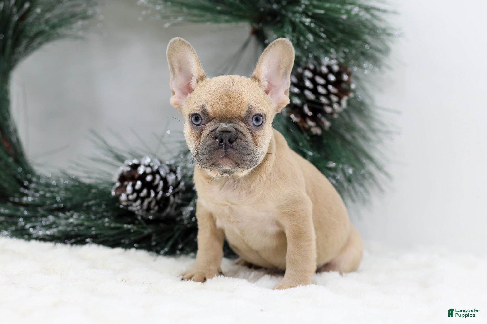 French Bulldog dogs Ina - Ad 8