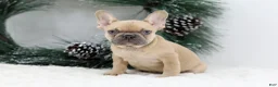 French Bulldog dogs for sale: Ina - Ad 1