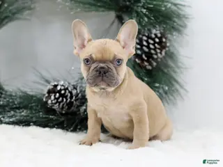 French Bulldog dogs Ina - Ad 8
