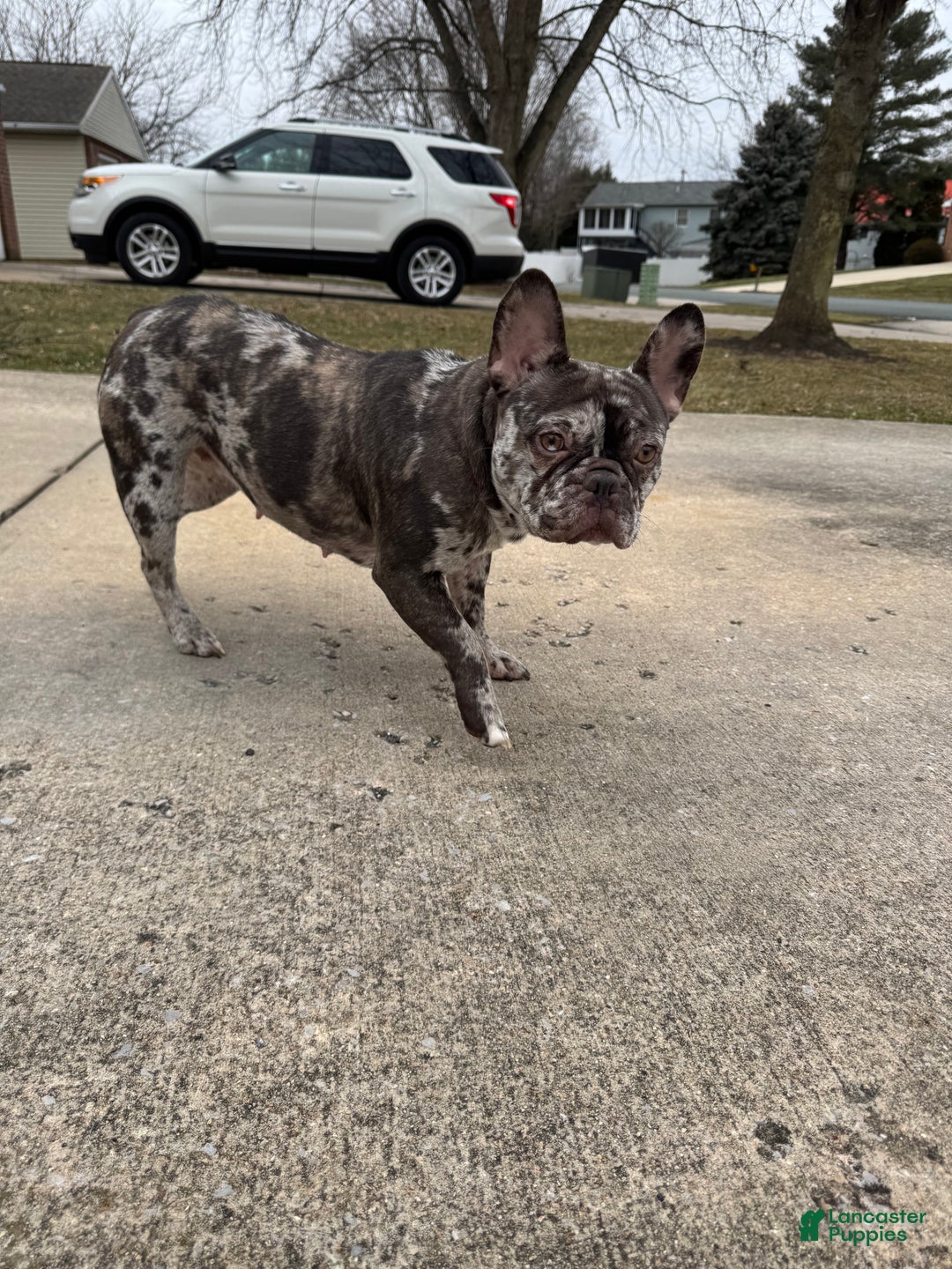 French Bulldog dogs for sale: French Bulldog Puppy 1 - Ad 2